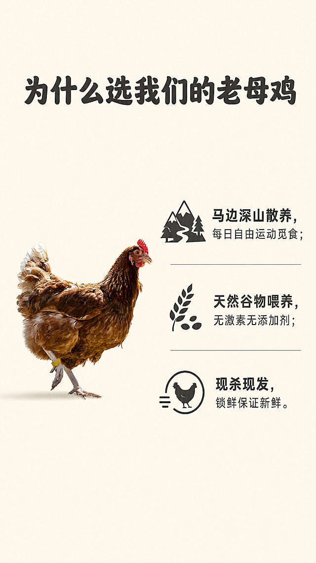 [第7屏] 核心卖点拆解-列出选择本产品的三大核心理由。信息清晰展示风格，上下构图，整体干净简洁。上方大标题「为什么选我们的老母鸡」，下方分三点展示，每点配小图标。三个核心卖点：1.马边深山散养，每日自由运动觅食；2.天然谷物喂养，无激素无添加剂；3.现杀现发，锁鲜保证新鲜。左侧搭配【图6】活鸡特写，保持活鸡外形颜色不变，占左侧40%区域，右侧放置卖点文字。全局底色#F5F1E4，延续原有配色，文字深灰。圆角黑体，深灰色纯色填充，排版清晰不遮挡主体。9:16竖版，4K，文字清晰。负向提示：活鸡变形，文字错乱，排版杂乱，颜色偏差，水印。