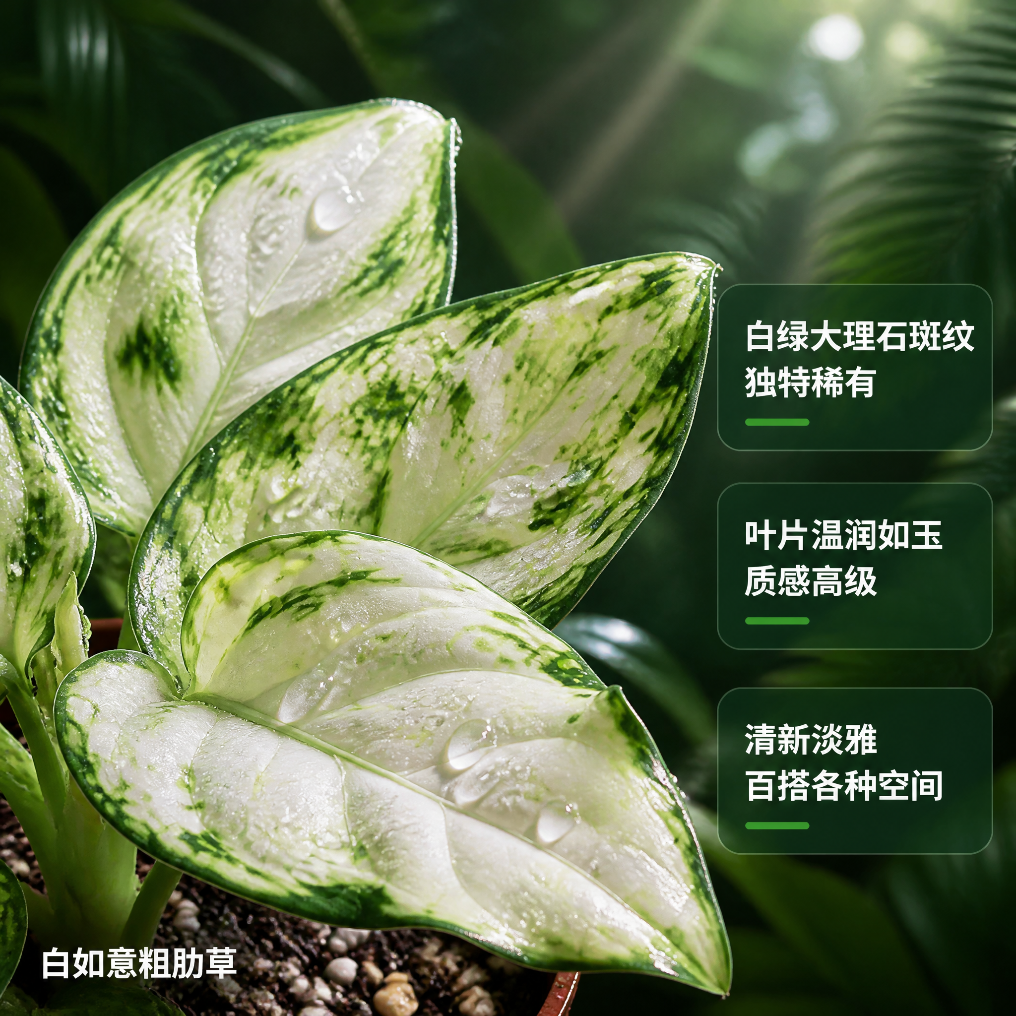 [主图-3] 白如意粗肋草 叶片细节特写卖点图 白绿斑纹质感展… - 图片创意预览