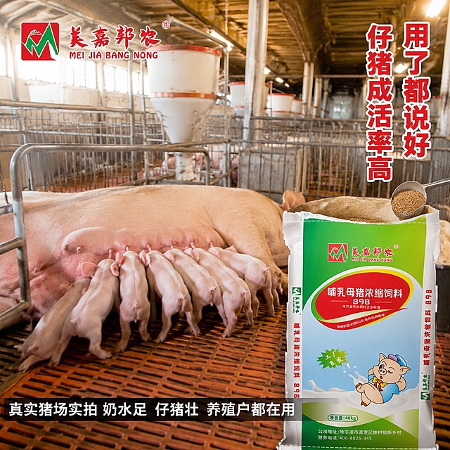 [主图-3] 哺乳母猪浓缩饲料猪场真实使用场景图。
[氛围风格] 快手真实接地气风格 猪场实拍感 真实使用场景 可信有说服力。
[画质] 商业摄影质感 自然光感 产品清晰真实 场景真实自然。
[元素] 画面右侧前景放置美嘉邦农哺乳母猪浓缩饲料898包装袋 已开封状态 袋口打开 旁边有饲料勺舀出饲料 袋子外观与输入产品图完全一致。背景为现代化养猪场哺乳母猪舍内部 干净整洁的猪栏里 一头健康的哺乳母猪带着一窝健壮的小猪 母猪奶水充足 小猪活泼吃奶 猪舍环境干净卫生 通风良好 有自动喂料设备。商品主体占比约40% 场景丰富真实。
[光影] 猪舍内自然光结合照明灯光 光线柔和明亮 整体暖色调 温馨真实 产品受光均匀 有自然阴影 融入场景。
[配色] 主色绿色和红色 产品包装色 辅色暖黄色猪舍灯光 粉色母猪小猪肤色 整体温暖真实。
[视角构图] 平视角度 前景产品清晰 中景母猪小猪为场景主体 背景猪舍延伸 景深层次分明 画面有真实生活感。
[文字版式] 左上角放置美嘉邦农红色logo。右上负空间竖排两行大字 用了都说好 仔猪成活率高 红色粗体 白边描边 醒目突出。底部通栏半透明黑底白字 真实猪场实拍 奶水足 仔猪壮 养殖户都在用。文字不遮挡产品和母猪小猪主体。
[输出要求] 1:1比例 文字清晰锐利 超高清商业摄影质感。
[负向提示词] 变形 文字错乱 产品图模糊 背景杂乱 水印 电商平台Logo 多余的手 畸形手 人物面部扭曲 母猪小猪结构畸形。