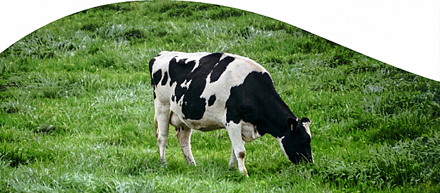 重新生成图片，恢复自然真实的草地质感，优化奶牛的真实光影效果，整体颜色调整得真实自然，保留图片上方弧形留白的构图，保持黑白花奶牛低头吃草的姿势