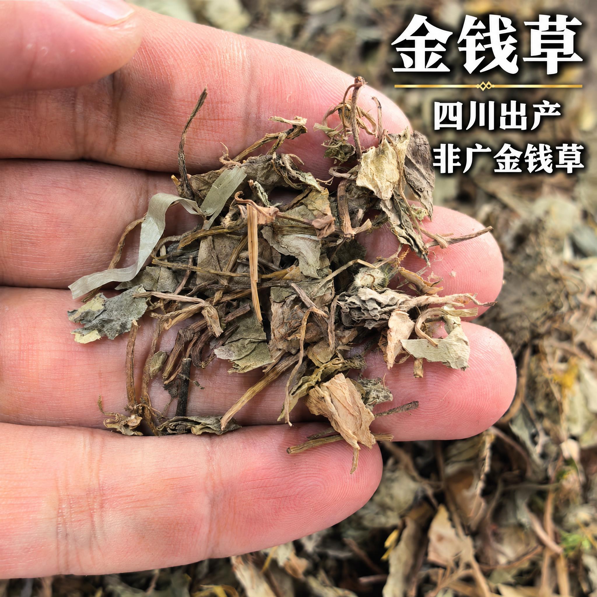 以上传的金钱草素材为基底制作中药材电商主图。严格保留原画面：手… - 图片创意预览