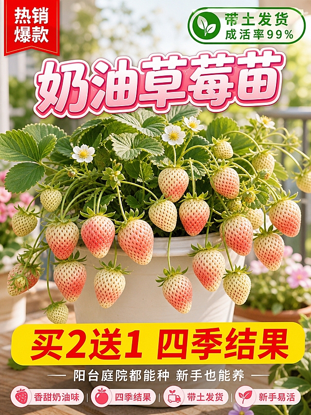 淘宝天猫电商主图，3:4竖版，奶油草莓苗盆栽商品主图，画面主体为结满粉白渐变奶油草莓的草莓苗盆栽，果实饱满奶白透粉，叶片翠绿茂盛，种植在简约白色花盆中，背景是温馨明亮的阳台花园场景，自然光柔和。左上角加“热销爆款”红色标签，右上角加“带土发货 成活率99%”绿色标识。中间醒目大字标题“奶油草莓苗”，粉白渐变粗体字带描边。底部黄色横幅红色字“买2送1 四季结果”，下方白色小字“阳台庭院都能种 新手也能养”。整体风格温馨治愈，突出奶油草莓香甜、易种植、四季结果的卖点，商品名称：奶油草莓苗四季盆栽带土带花，卖点：香甜奶油味、四季结果、带土发货、新手易活