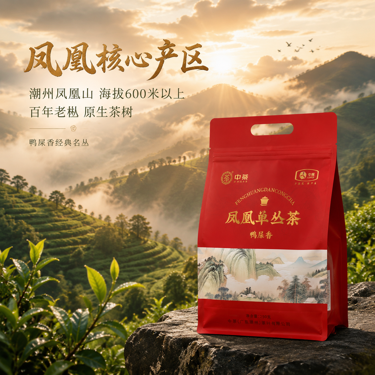 [主图-2 产地溯源] 凤凰山脉云雾茶园产地场景，突出核心产区… - 图片创意预览