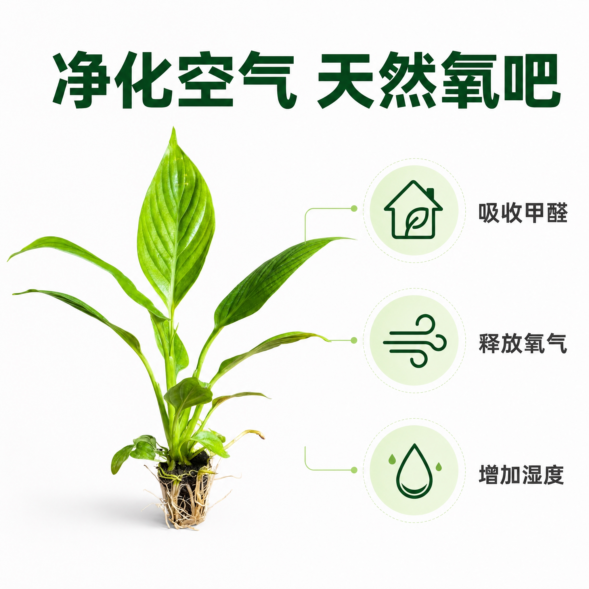 [主图-6] 美酒白掌净化空气功能卖点图，白色背景，图标化展示… - 图片创意预览