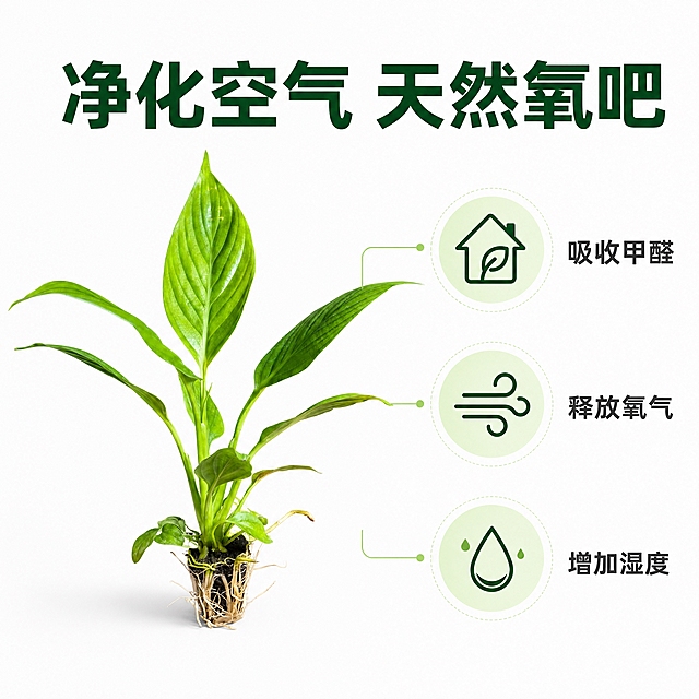 [主图-6] 美酒白掌净化空气功能卖点图，白色背景，图标化展示空气净化益处。
[统一基调] 纯白渐变背景，高级简约风格，主标题深绿色粗体大字，辅助文字深灰色，强调色为清新翠绿，字体为现代无衬线体，整体干净通透有品质感。
[画面] 美酒白掌完整植株置于画面左侧，占比约45%，叶片舒展翠绿，根系清晰。右侧分布三个圆形功能图标，分别代表不同净化功能，图标与植物之间用细线条连接，形成信息图效果。背景纯白，整体简洁明了。
[光影质感] 商业摄影级均匀柔光，植物清晰立体，叶片有光泽，图标扁平化设计，与实物植物形成对比，信息传达清晰。
[配色] 背景纯白，植物翠绿，图标浅绿底色配深绿图标线条，标题深墨绿色，整体清新环保感。
[文字版式] 顶部主标题大字"净化空气 天然氧吧"，下方三个图标分别配文字：第一个房子图标配"吸收甲醛"、第二个风图标配"释放氧气"、第三个水滴图标配"增加湿度"。文字与图标对应排列，清晰易读。
[输出要求] 1:1正方形，2048x2048，2K高清，植物清晰，图标精美，文字清晰可读，无变形无错字，无水印无平台logo，禁止出现手部人物。