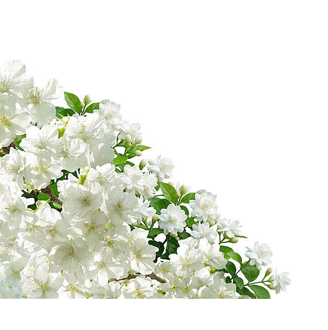 茉莉花丛，水彩风白花枝，清新唯美，优雅文艺，实景感十足，春日气息扑面而来。