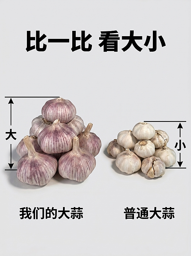 [主图 5] 品质对比主图，展示山东紫皮蒜对比普通大蒜优势；氛围风格清晰直观，性价比突出；画质清晰真实，对比分明；元素左侧展示本产品大颗饱满紫皮整蒜，右侧展示普通小蒜，本产品和普通产品并排摆放，保持本产品外观与输入实物图一致，用简单加粗线条标注尺寸对比，产品主体占比约70%，浅色背景干净整洁；光影均匀柔和，明暗清晰，对比明确；配色浅灰色背景突出产品对比；视角平视对称构图；文字版式顶部大字“比一比 看大小”黑色粗体，下方分别标注“我们的大蒜”“普通大蒜”，文字对应摆放，清晰直观不遮挡；比例分辨率3:4比例，2k分辨率，文字清晰可辨，超高清；负向提示词变形，水印，文字错乱，产品图模糊，背景杂乱。