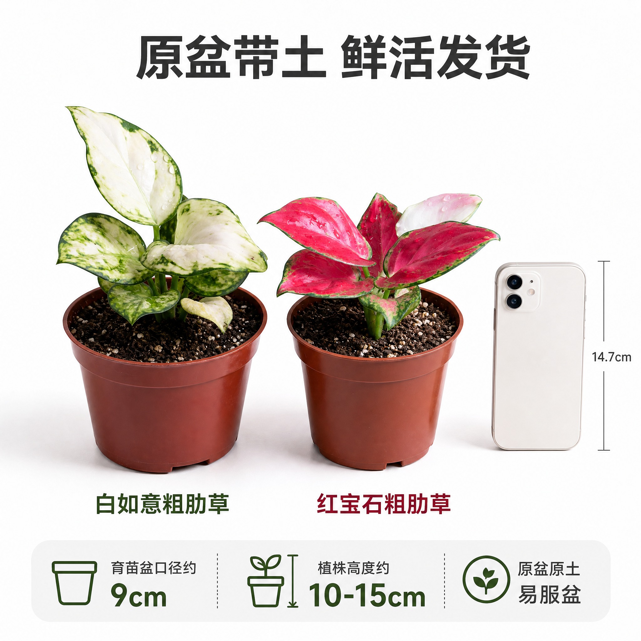 [主图-9] 双品规格与原盆展示主图，白色背景，展示白如意和红… - 图片创意预览