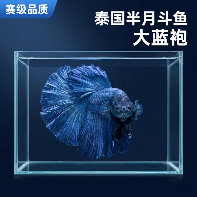 [主图 1] 
[主图主题] 泰国大蓝袍半月斗鱼精品展示主图
[氛围/风格] 水族赛级展示风格，专业冷调影棚光照，高级质感
[画面元素] 保持原图斗鱼外形和蓝色完全不变，斗鱼正面展示，放置在超白玻璃鱼预览效果