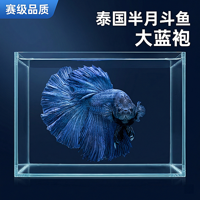 [主图 1] 
[主图主题] 泰国大蓝袍半月斗鱼精品展示主图
[氛围/风格] 水族赛级展示风格，专业冷调影棚光照，高级质感
[画面元素] 保持原图斗鱼外形和蓝色完全不变，斗鱼正面展示，放置在超白玻璃鱼缸中，背景为纯净渐变藏青色背景，打侧光突出鱼鳞和尾鳍光泽，整体通透干净，突出斗鱼本身品质，背景全屏无边框
[配色色系] 主色调：藏青渐变；辅助色：蓝色斗鱼本身的光泽，银色高光
[视角构图] 正面平视，斗鱼主体占画面中心，比例均衡
[文字版式] 左上角“赛级品质”蓝色标签，右上角主标题“泰国半月斗鱼 大蓝袍”，白色粗体字，不遮挡主体
[比例分辨率] 1:1 比例，2k 分辨率