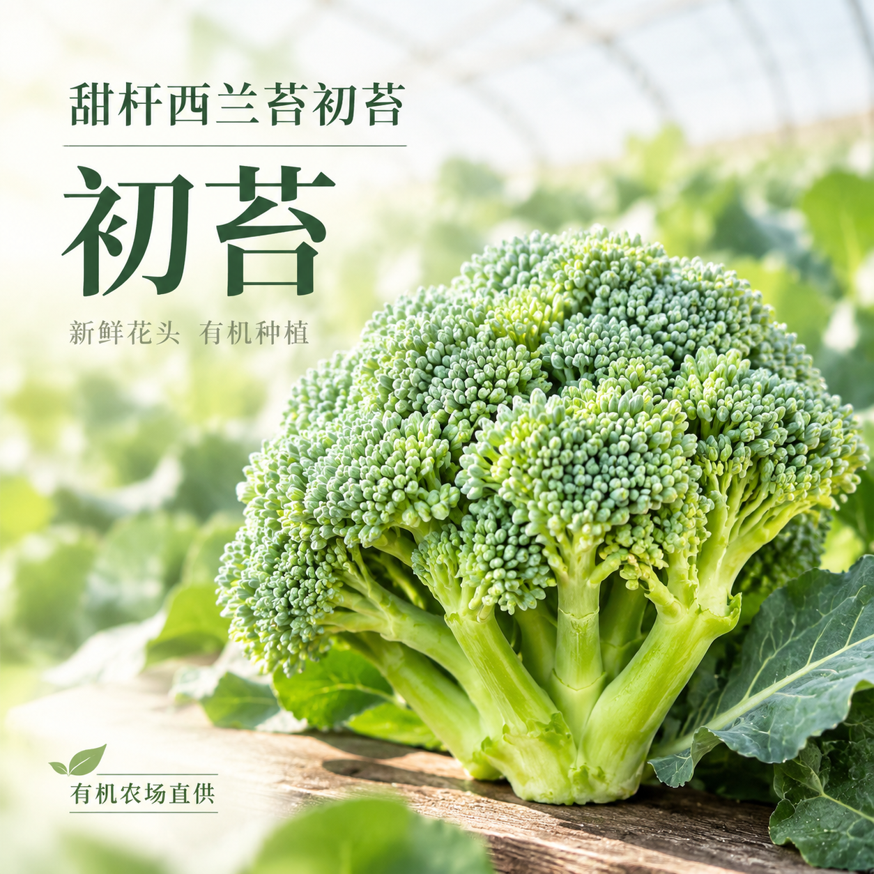 [主图-1 1:1] 商品介绍主图，主题为甜杆西兰苔初苔整体展… - 图片创意预览