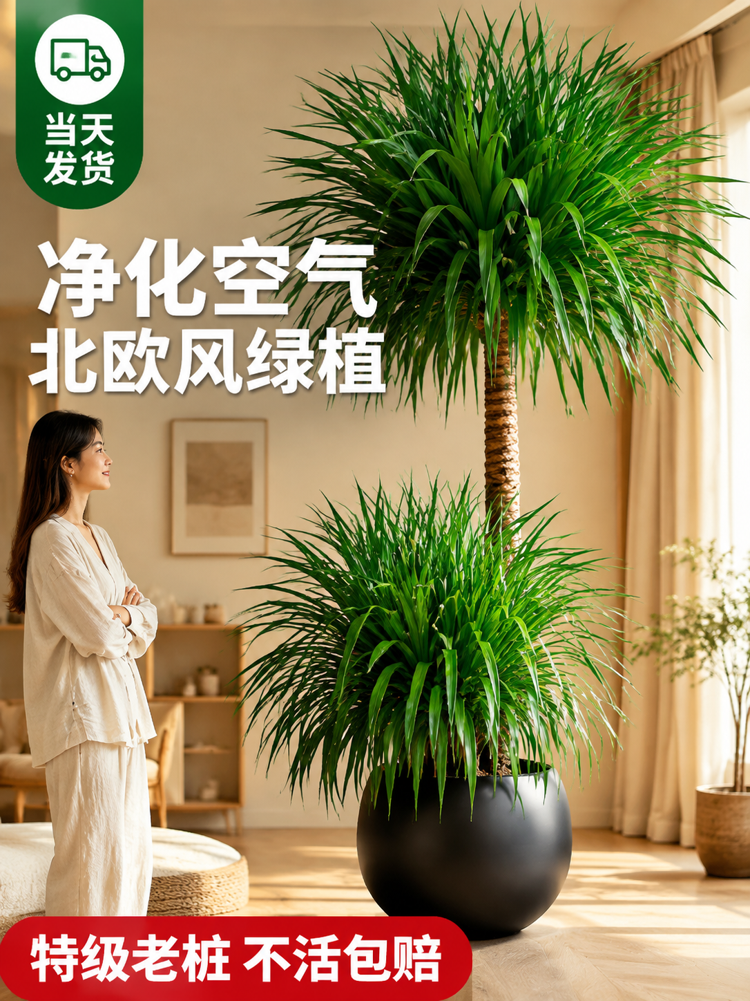 淘宝天猫电商主图，3:4竖版，大型龙血树绿植盆栽商品主图，双株… - 图片创意预览
