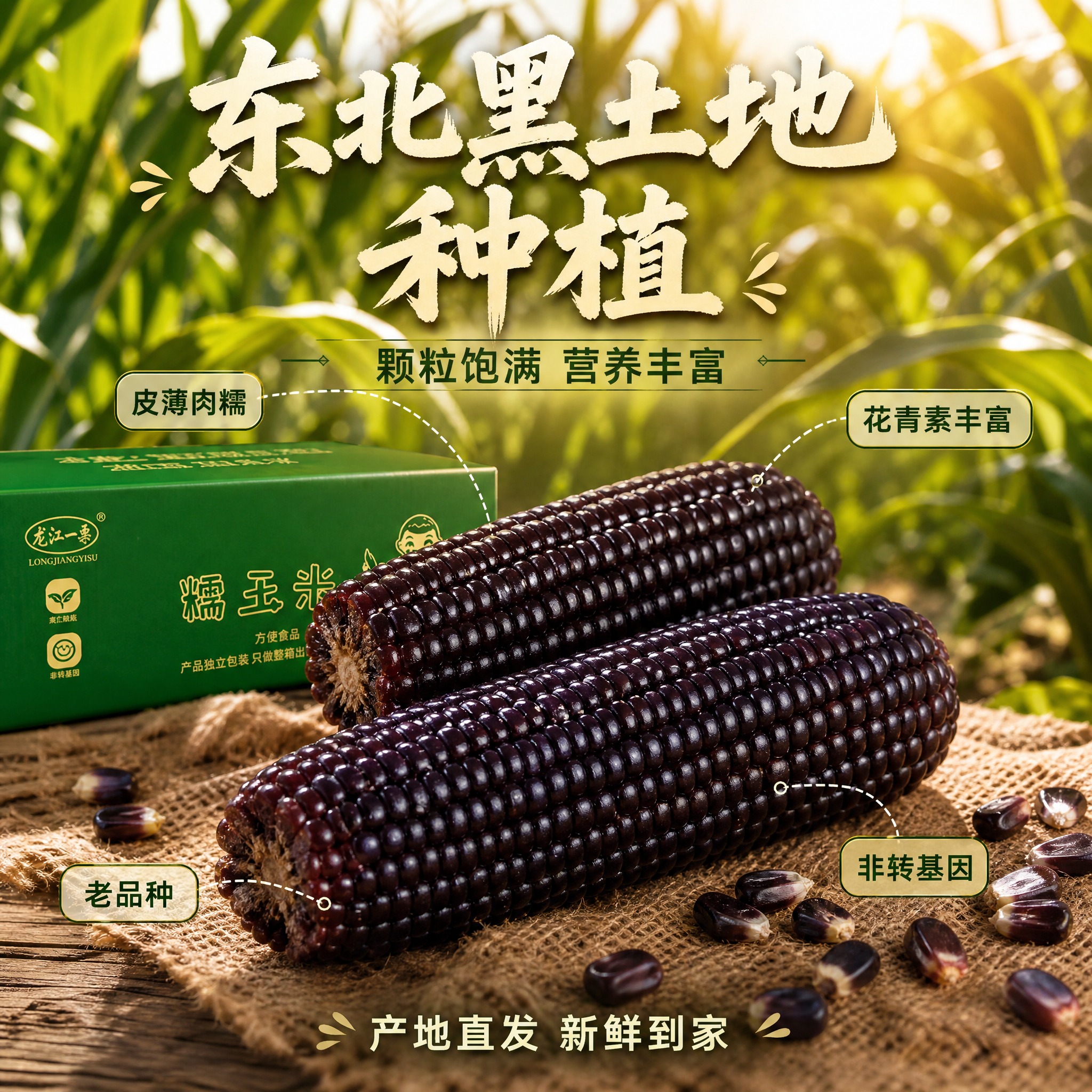 [主图-2] 产地溯源与品质信任主题，展示黑糯玉米的天然种植与… - 图片创意预览