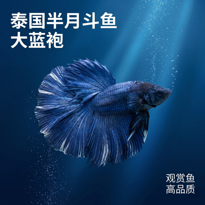 [主图 1] 
[主图主题] 泰国半月斗鱼大蓝袍观赏鱼首图
[氛围/风格] 高端水族电商风格，专业水下摄影，干净通透氛围感
[画面元素] 保持这只泰国斗鱼半月大蓝袍的外形和颜色完全不变，斗鱼主体居中展预览效果