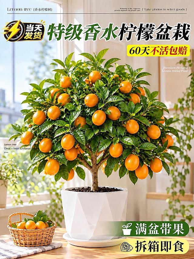 将图中的柠檬盆栽替换为金桔盆栽，金桔果实饱满呈橙黄色，叶片翠绿，保持原有的白色几何花盆、室内窗边场景、左下角竹篮及整体构图风格不变，画面中的文字内容保持原样