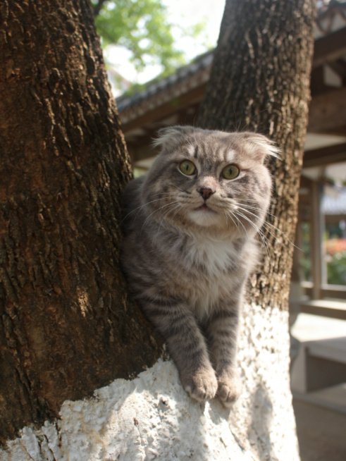 修掉图中的人手，让猫咪自然地待在树干之间，调整猫咪的毛色使其更加自然协调，保留原本的户外环境氛围预览效果