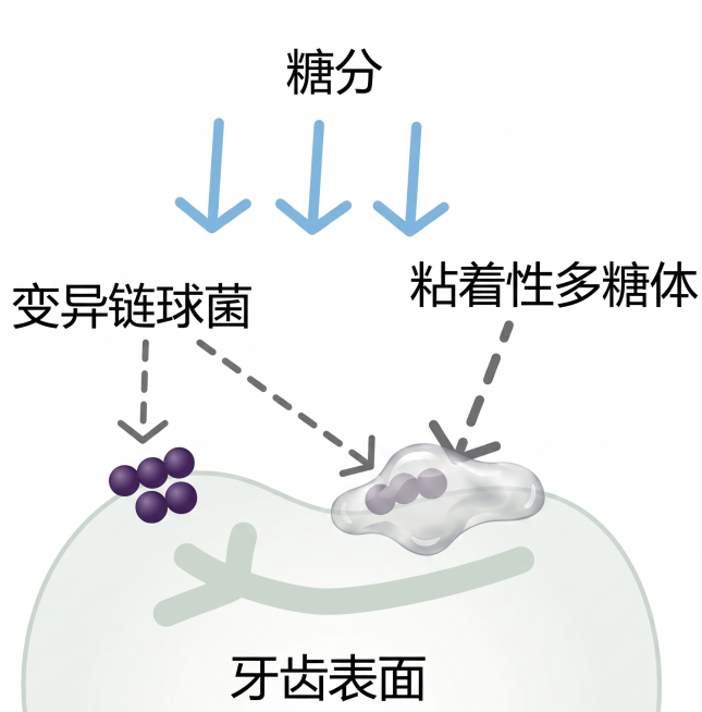 变成可以直接使用的白底素材预览效果