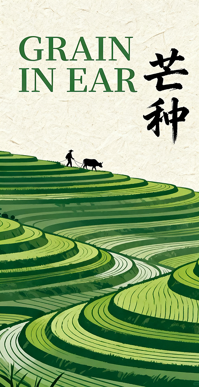 竖版芒种节气海报，简约现代风。米白色肌理背景，层层叠叠绿色梯田铺展画面，农人剪影与耕牛点缀其间，线条干净利落。上方是大写的英文 "GRAIN IN EAR"，右侧搭配 "芒种" 书法字，整体风格极简高级，用绿色调诠释芒种时节的生机与耕耘。