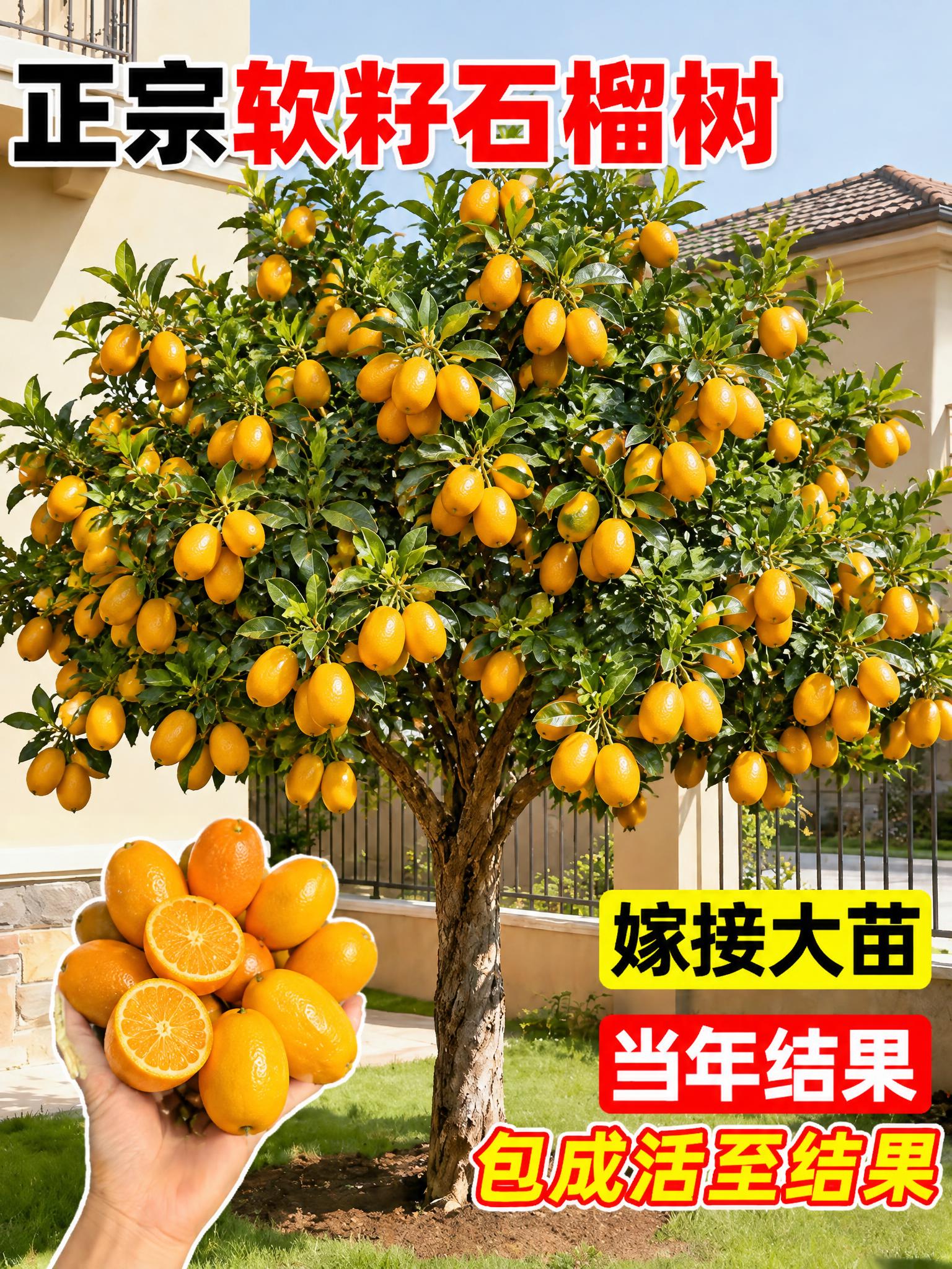将图中的石榴树替换为挂满金黄色金桔果实的金桔树，保持原有的庭院… - 图片创意预览