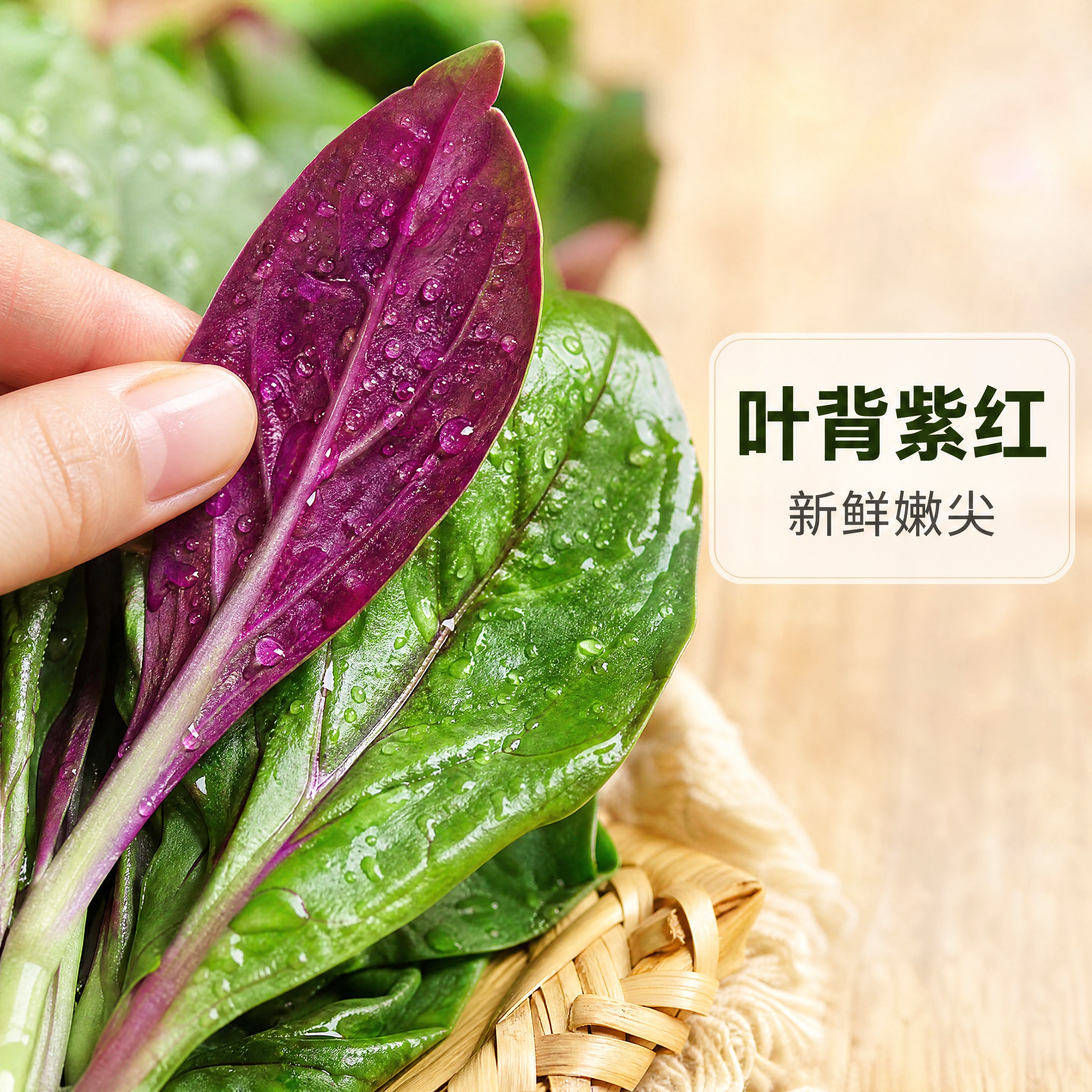 [主图-2] 农家自种血皮菜（紫背菜）叶背紫红特写图，唯一任务… - 图片创意预览