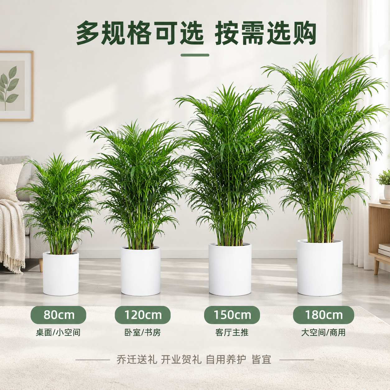 [主图-5] 多规格并列与送礼自用场景，展示不同高度规格的散尾… - 图片创意预览