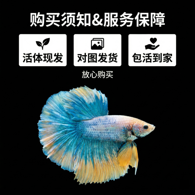 [主图 10] 服务承诺 梵高莫奈泰国半月斗鱼
[氛围/风格] 干净简洁，值得信赖
[画面元素] 斗鱼主体完整居中放置下方，深色干净背景，上方预留区域展示服务承诺，整体无边框满铺。
[配色色系] 深背预览效果