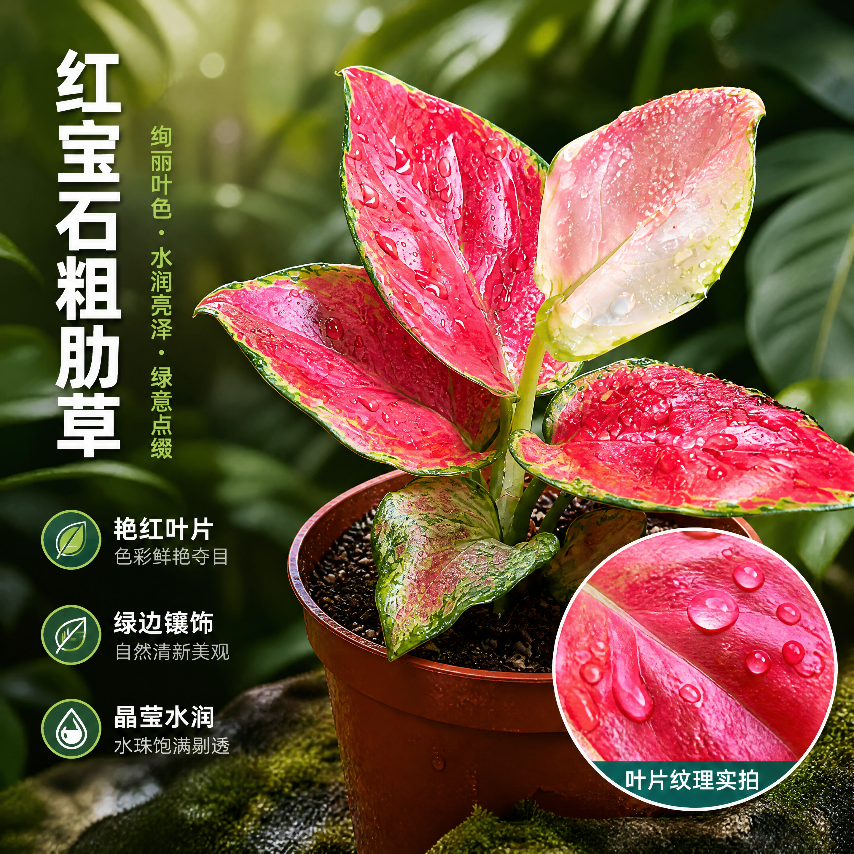 [主图-2] 红宝石粗肋草 叶片细节特写卖点图。 [统一基调]… - 图片创意预览