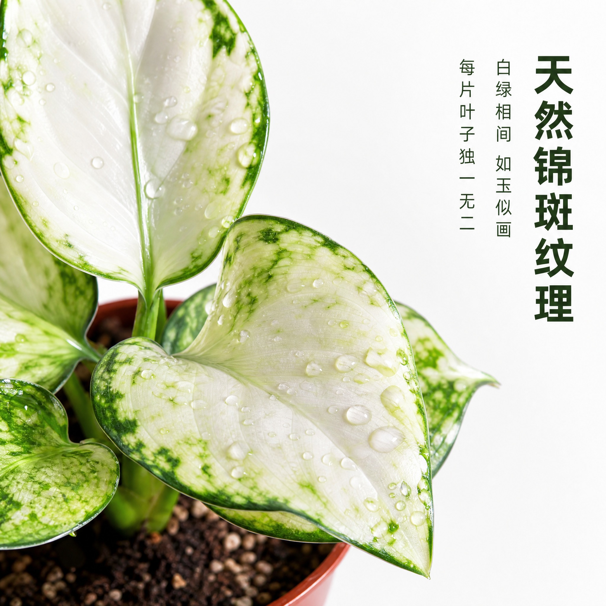 [主图-3] 白如意粗肋草 叶片细节特写 唯一任务：展示白如意… - 图片创意预览