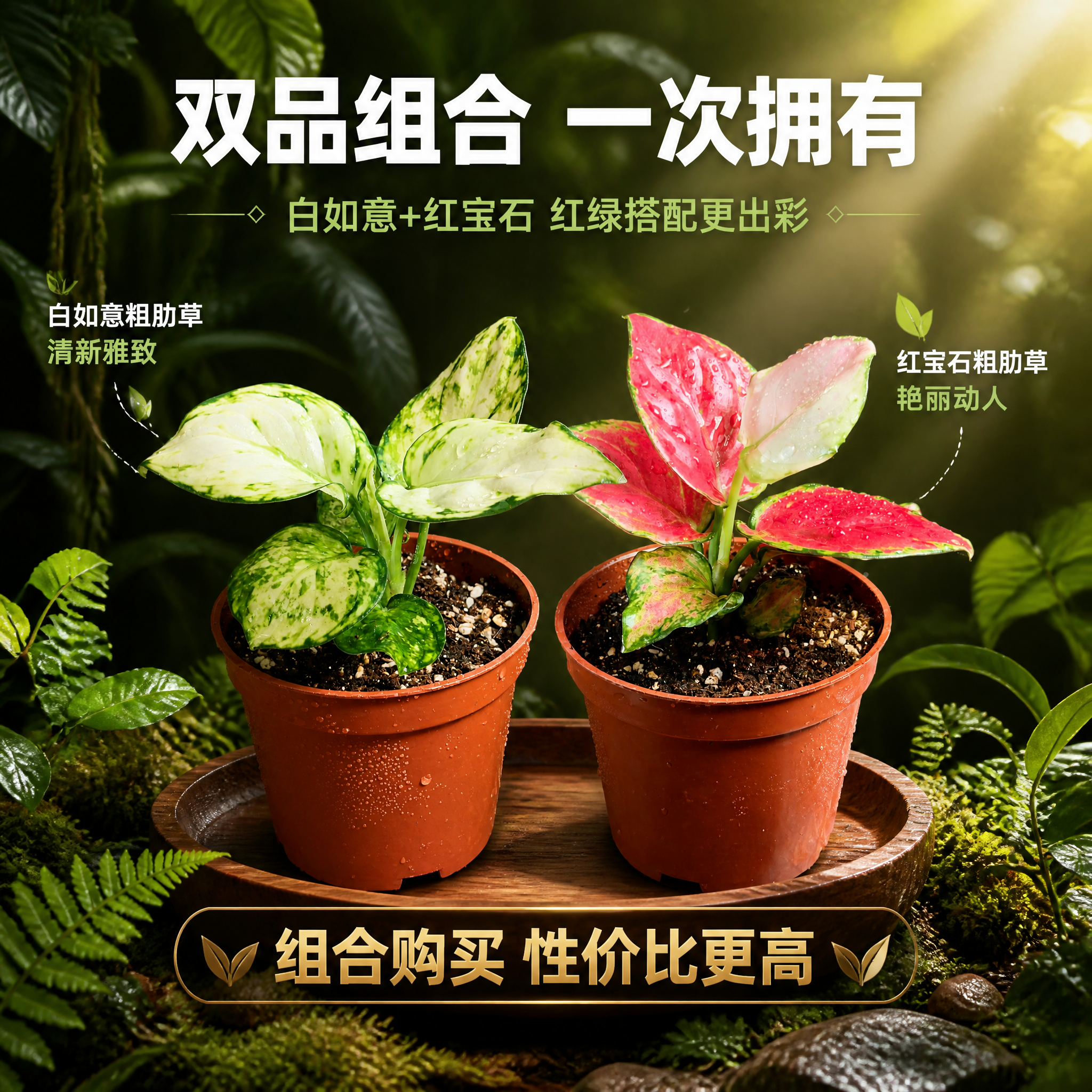 [主图-10] 粗肋草双品组合全家福 购买决策主图 [统一基调… - 图片创意预览