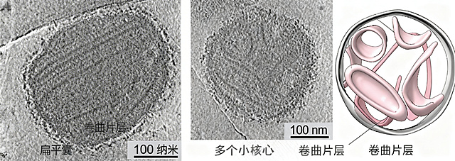 将这张猴痘病毒电镜结构图中的所有英文文字替换为对应的中文翻译，保留原图的电镜照片、结构示意图、颜色和标注位置不变