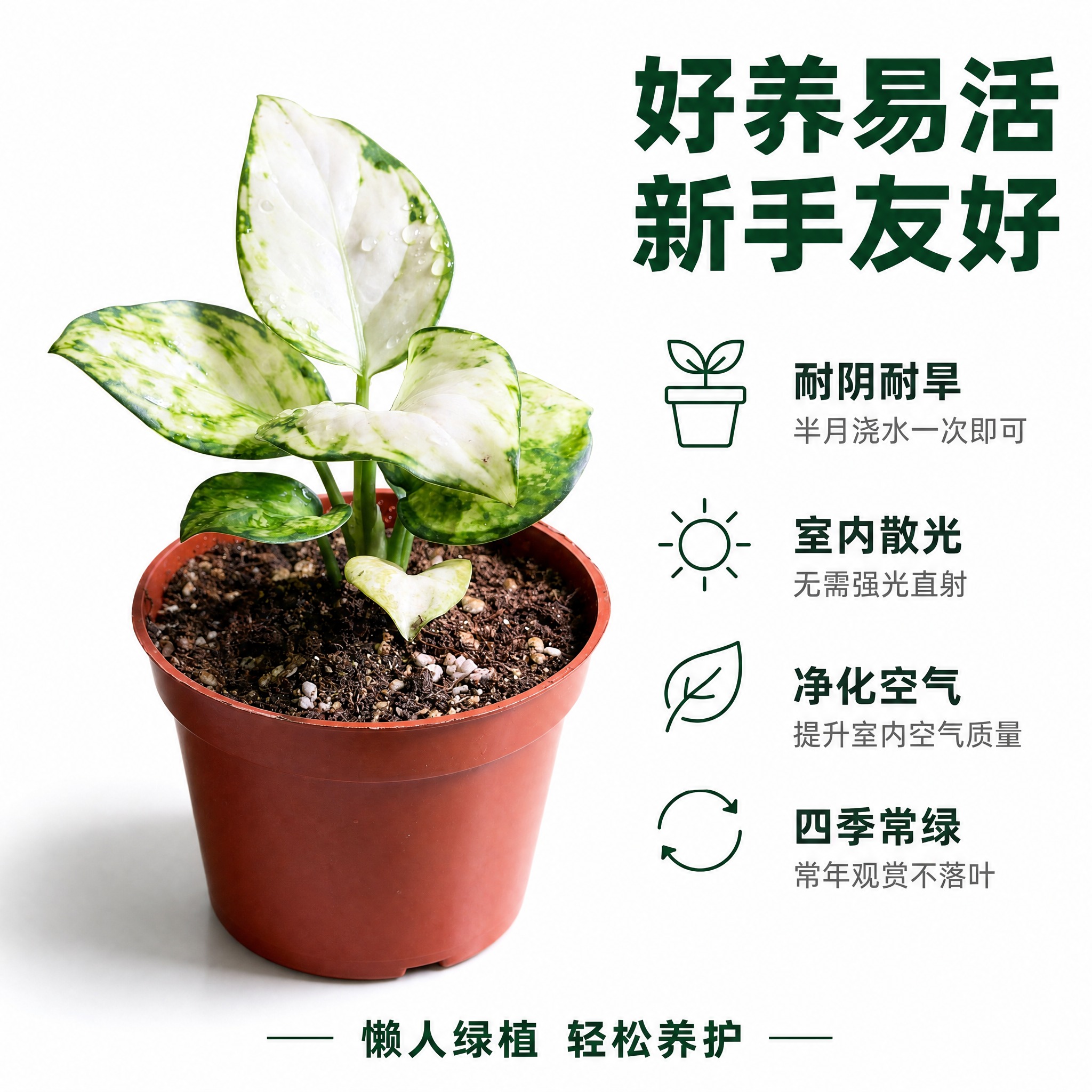 [主图-7] 养护卖点信息图 白如意与红宝石粗肋草好养易活特性… - 图片创意预览