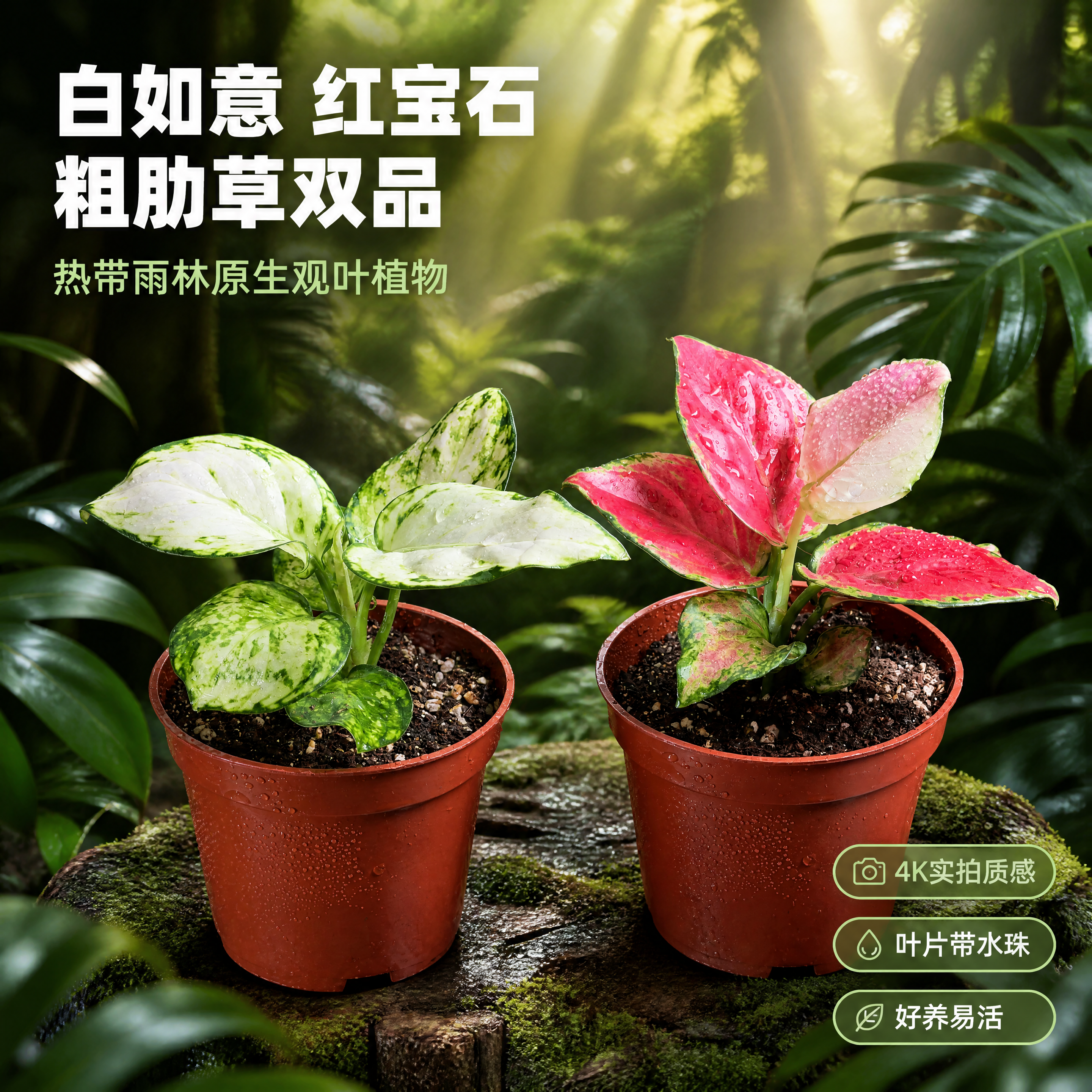 [主图-1] 白如意粗肋草和红宝石粗肋草两款盆栽 热带雨林场景… - 图片创意预览
