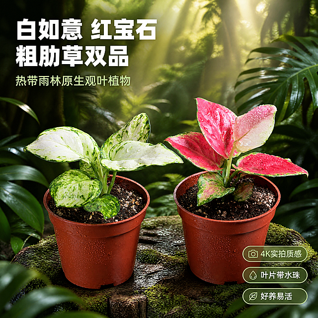 [主图-1] 白如意粗肋草和红宝石粗肋草两款盆栽 热带雨林场景英雄主图
[统一基调] 热带雨林自然风格 深绿色植物背景 阳光穿透叶片的丁达尔光效 真实商业摄影质感 标题字色为白色加粗 辅助字色为浅绿 字体为现代无衬线粗体 整体氛围清新自然充满生机
[画面] 画面中央并排放置两盆粗肋草盆栽 左侧为白如意粗肋草（白绿相间斑纹叶片） 右侧为红宝石粗肋草（艳红色带绿边叶片） 两款盆栽均为原棕红色塑料育苗盆 盆内土壤颗粒清晰可见 叶片上带有晶莹水珠 主体占画面约65% 背景为热带雨林深处 层层叠叠的热带植物叶片虚化作为背景 有蕨类 龟背竹 蔓绿绒等大型热带植物 远处有柔和阳光从上方斜射下来 形成光束穿过空气 地面有湿润的苔藓和落叶 整体景深明显 前景有少量虚化的热带叶片作为框景 增强空间层次感 盆栽放置在一块长满青苔的老树根或天然木墩上 与雨林环境自然融合
[光影质感] 4K超高清商业摄影质感 自然光为主 侧上方柔和阳光照射 叶片表面有自然光泽和水珠反光 叶脉纹理清晰可见 花盆表面有细微水珠和真实塑料质感 土壤颗粒层次分明 阴影柔和自然 整体光线通透 色彩饱和度适中 真实还原植物本色
[配色] 主色调为各种层次的绿色 点缀红宝石的玫红色和白如意的奶白色 背景深绿虚化 前景浅绿框景 整体配色自然和谐 充满热带雨林生机
[文字版式] 左上角放置主标题 白色粗体大字 "白如意 红宝石 粗肋草双品" 下方小字 "热带雨林原生观叶植物" 右下角放置三个轻量标签 分别为 "4K实拍质感" "叶片带水珠" "好养易活" 文字均放在负空间 不遮挡主体植物
[输出要求] 1:1正方形比例 4K超清画质 植物主体清晰锐利 背景虚化自然 文字清晰可读 无变形 无错字 无水印 无平台Logo 无多余杂物 真实自然摄影风格
