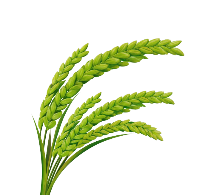 把瓶贴上的稻穗单独提取出来，稻穗不要多加，其他东西都不要预览效果