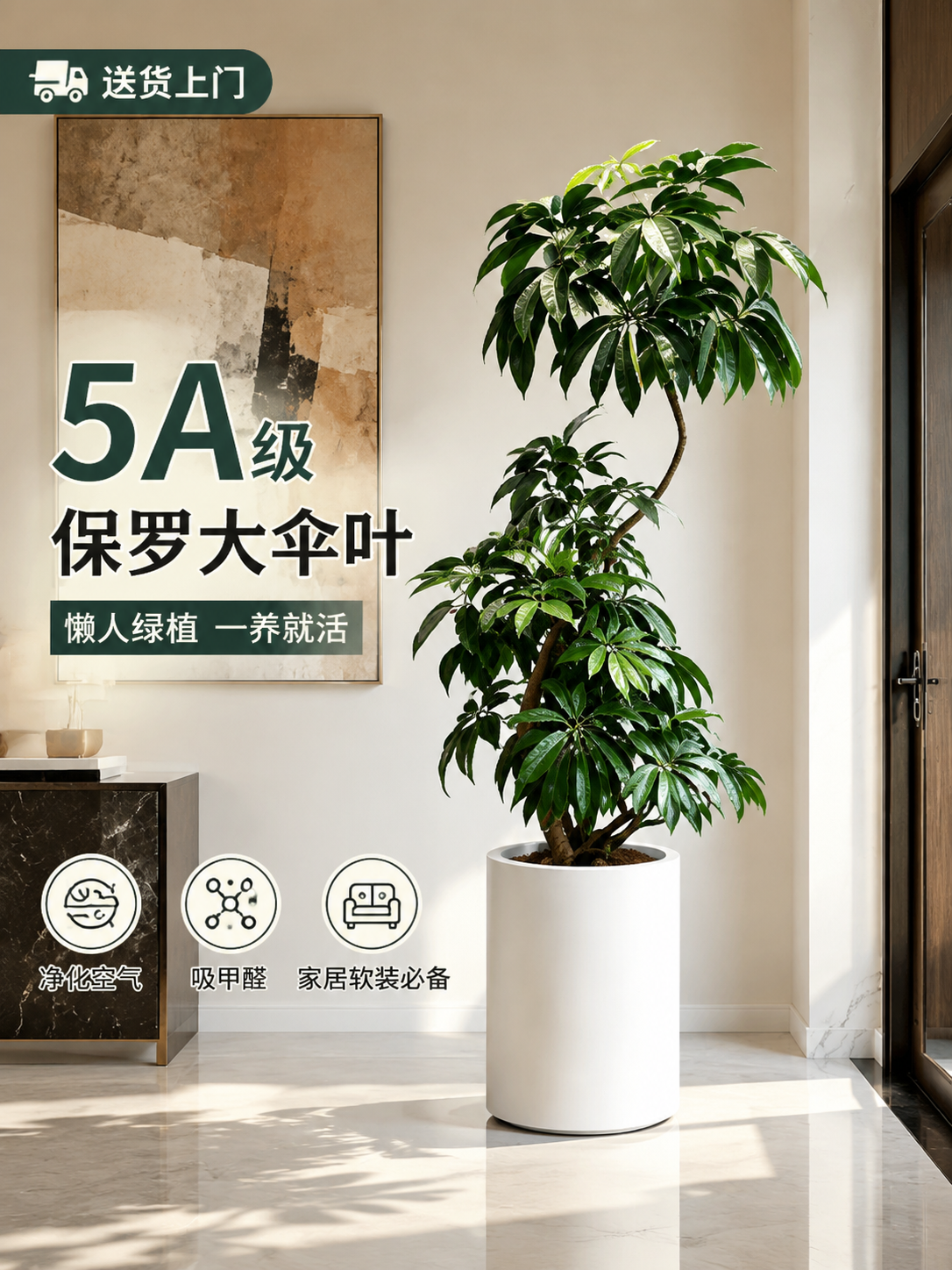 淘宝天猫电商主图，3:4竖版，商品为5A级保罗大伞叶大型室内绿… - 图片创意预览
