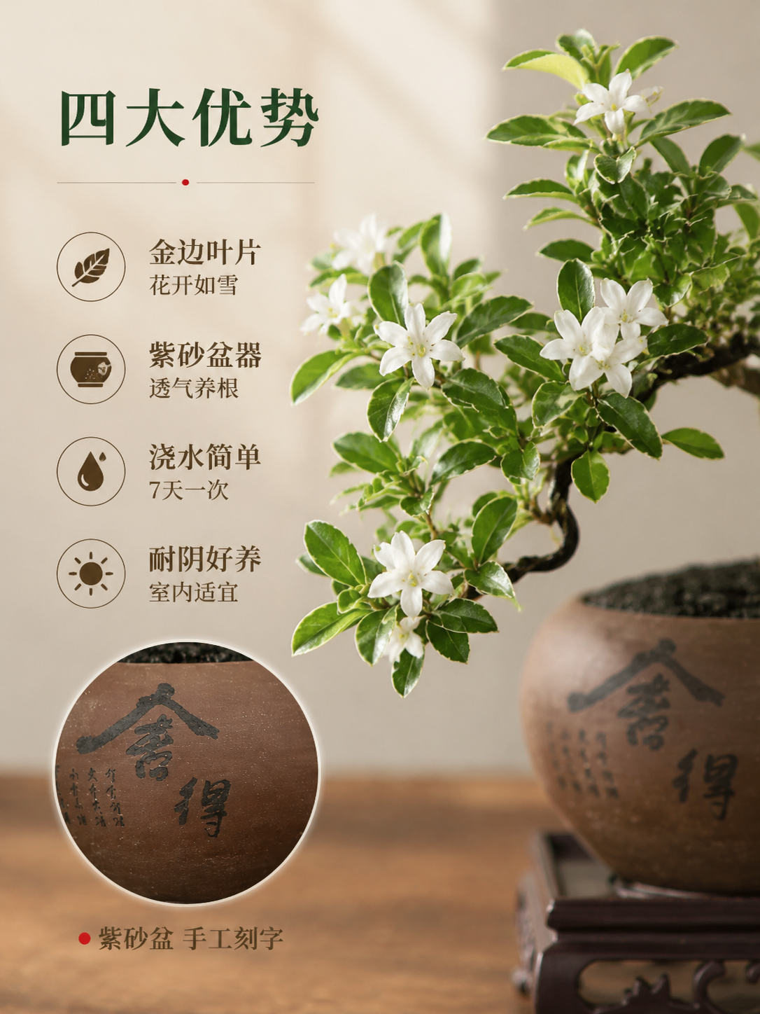 [主图-2] 悬崖六月雪盆景材质细节与养护卖点图，结合局部特写… - 图片创意预览