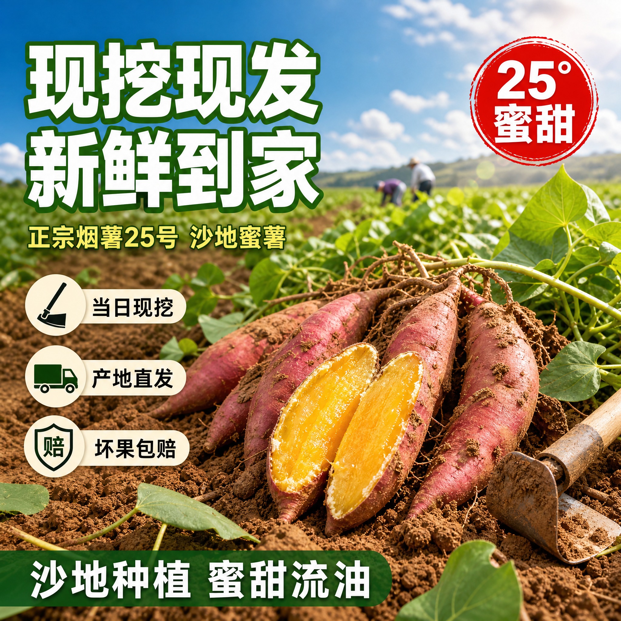 [主图-田间现挖款] 烟薯25蜜薯电商主图，田间产地风格，1:… - 图片创意预览