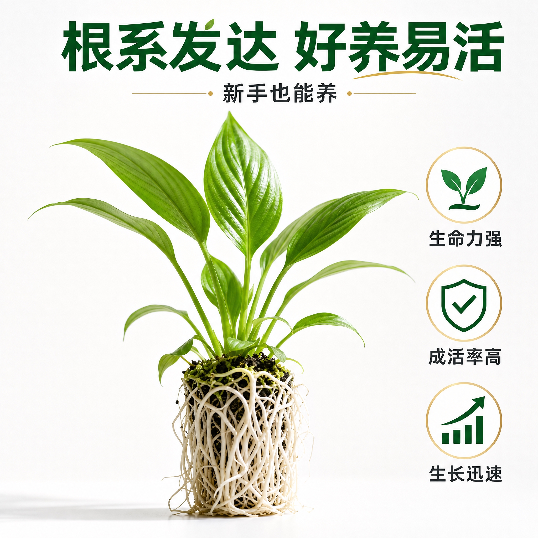 [主图-2] 美酒白掌根系发达卖点图，白色背景高级感，拼多多风… - 图片创意预览