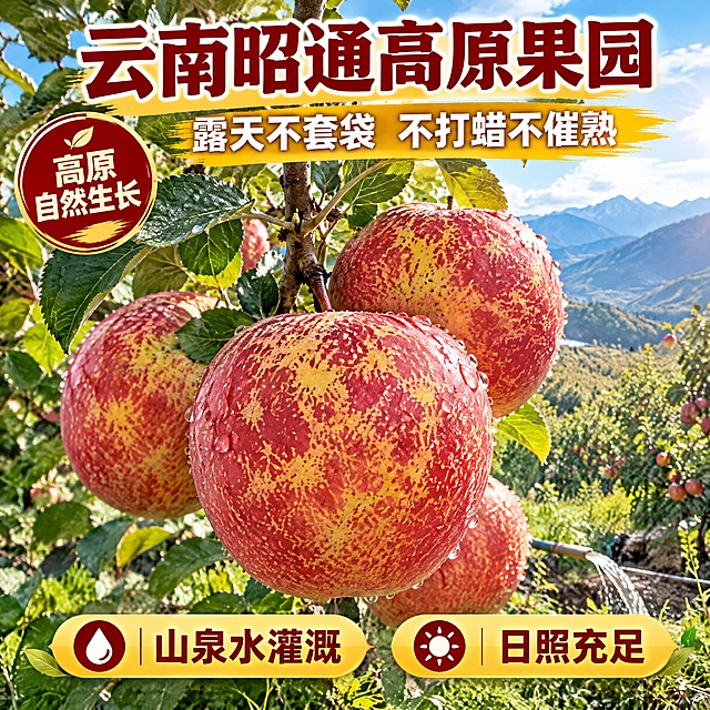 [主图-2] 产地溯源图：昭通丑苹果高原果园原生态种植展示，主打产地信任与自然生长。
[统一基调] 抖音爆款实拍风，高原暖阳感+苹果红与金黄配色，主标题粗黑体深红色大字，辅助文案小号白色，强调色金黄，半透明底条，高清商业摄影质感。
[画面] 画面主体为云南昭通乌蒙山高原果园实景：枝头挂满红皮带黄花花斑的丑苹果，叶片沾着晨露，逆光下果皮通透，背景为高原蓝天白云、远山与果园成片树冠；前景突出一枝挂果的丑苹果占画面50%以上，园中可见杂草与山泉水灌溉的自然生态感，突出高原露天生长氛围，果实外观保持红皮黄斑自然特征。
[光影质感] 高原强烈自然光加侧逆光，果皮花斑与露珠细节清晰，树叶通透，天空通透，产区真实感强，商业摄影质感。
[配色] 沿用高原暖阳+苹果红金黄基调，高原蓝与果园绿作为环境色，标题深红。
[文字版式] 上方主标题“云南昭通高原果园”，副标题“露天不套袋 不打蜡不催熟”，左上圆形徽章文字“高原自然生长”，底部标签“山泉水灌溉”“日照充足”，文字横向排版不遮挡果实主体。
[输出要求] 1:1方形，果实果皮花斑特征与产地场景真实，产品清晰无变形，文字无错字，无平台Logo，无水印。