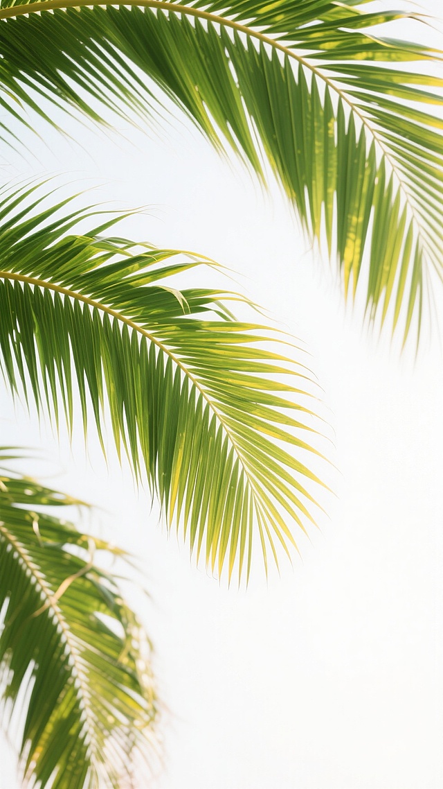 高清摄影风格，几片翠绿的椰树叶子占据画面左侧和上部，叶片呈现自然舒展的形态，细长的羽叶排列整齐，边缘略带黄色渐变，叶面上有清晰的叶脉纹理和细微的光影变化，整体色彩明亮饱和，背景为纯白色，突出叶片的清新质感和自然形态，构图简洁大方，留白充足，营造出热带植物的生机与活力。