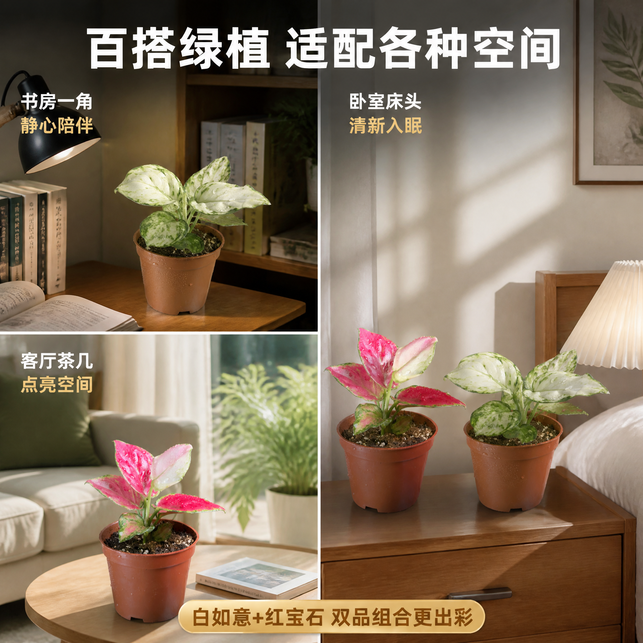 [主图-7] 粗肋草多场景适配展示 空间搭配主图 [统一基调]… - 图片创意预览