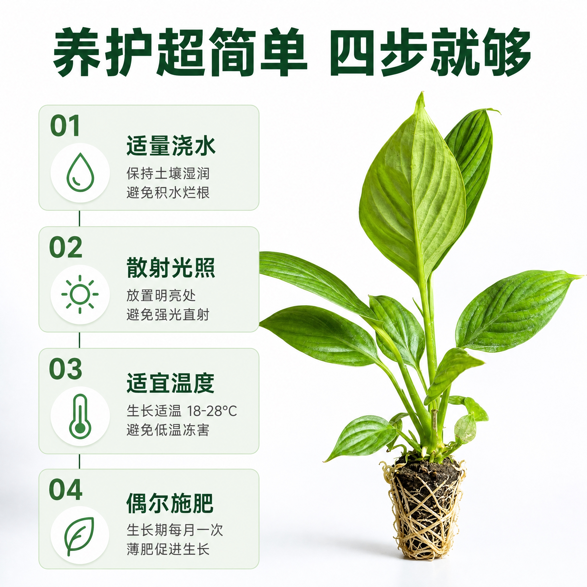 [主图-8] 美酒白掌养护指南信息图，白色背景，步骤化展示养护… - 图片创意预览