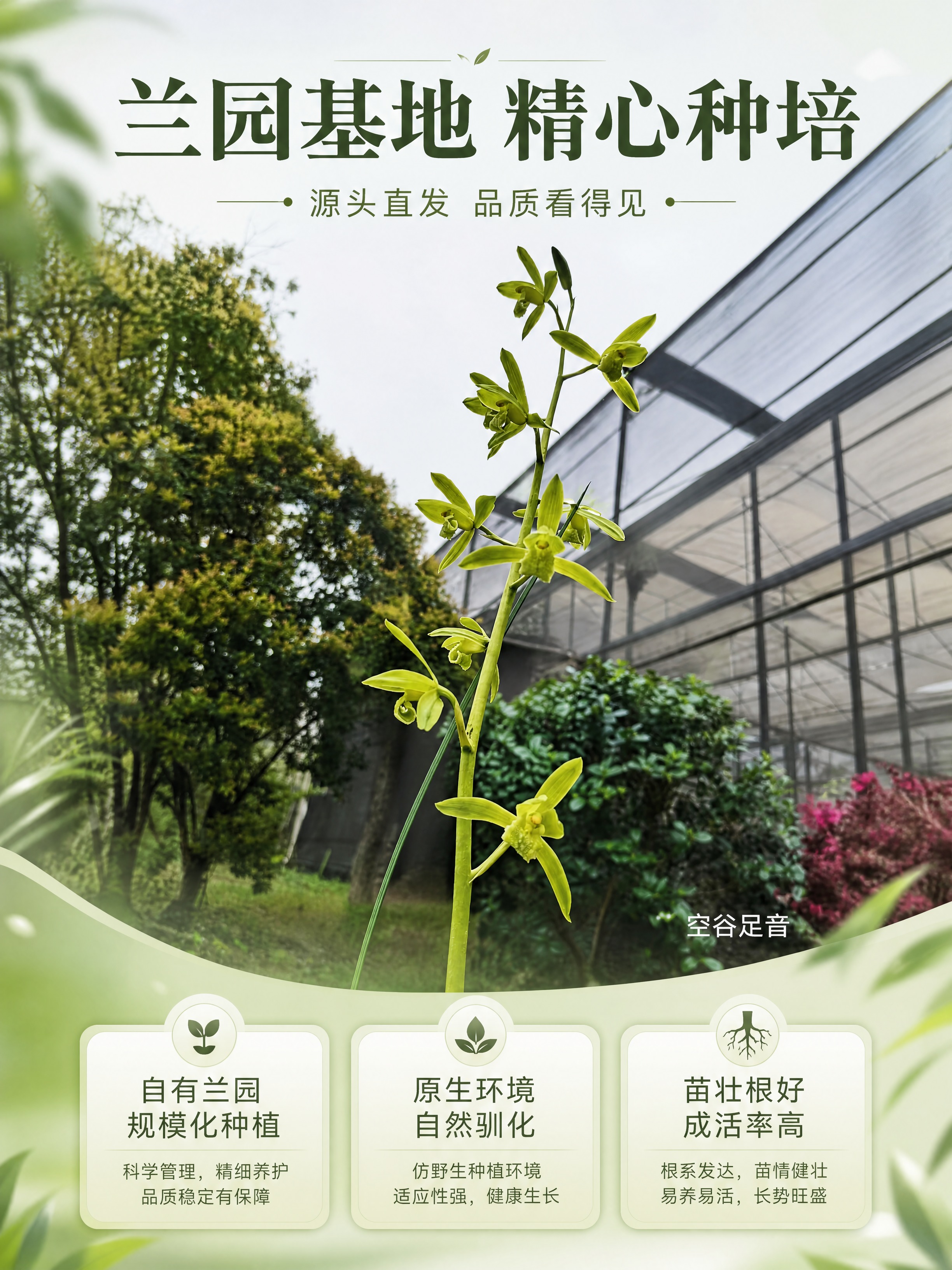 [商品] 使用【图3】蕙兰「空谷足音」开花整箭图（含兰园大棚背… - 图片创意预览