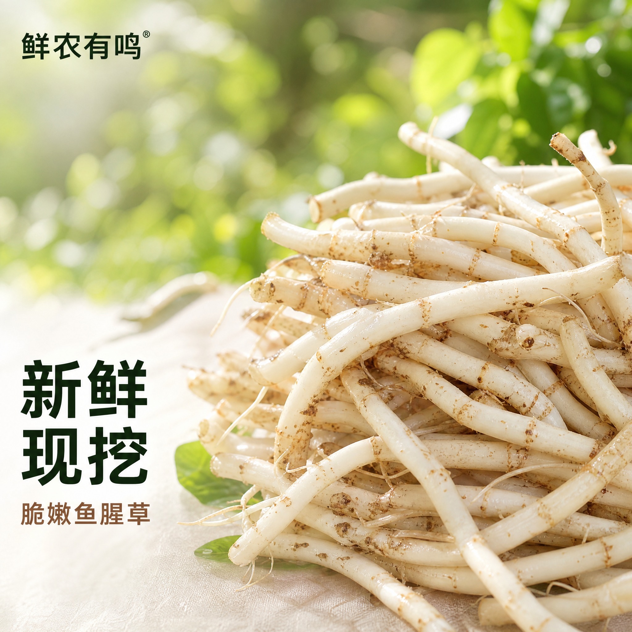 [主图-1] 鲜农有鸣 折耳根（鱼腥草）首图，高端简约风格，突… - 图片创意预览
