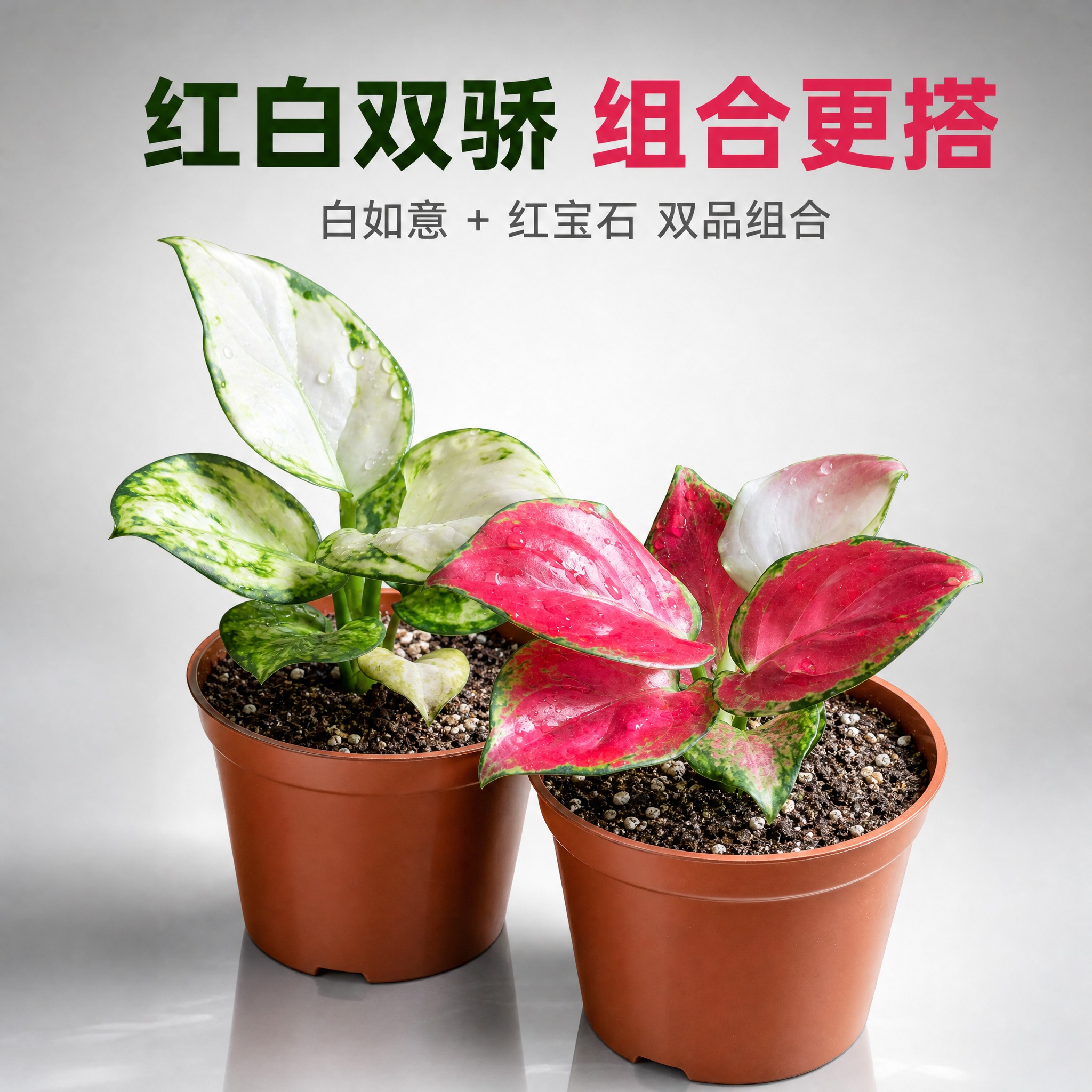 [主图-10] 两款粗肋草组合套装主图，展示双品搭配购买方案。… - 图片创意预览