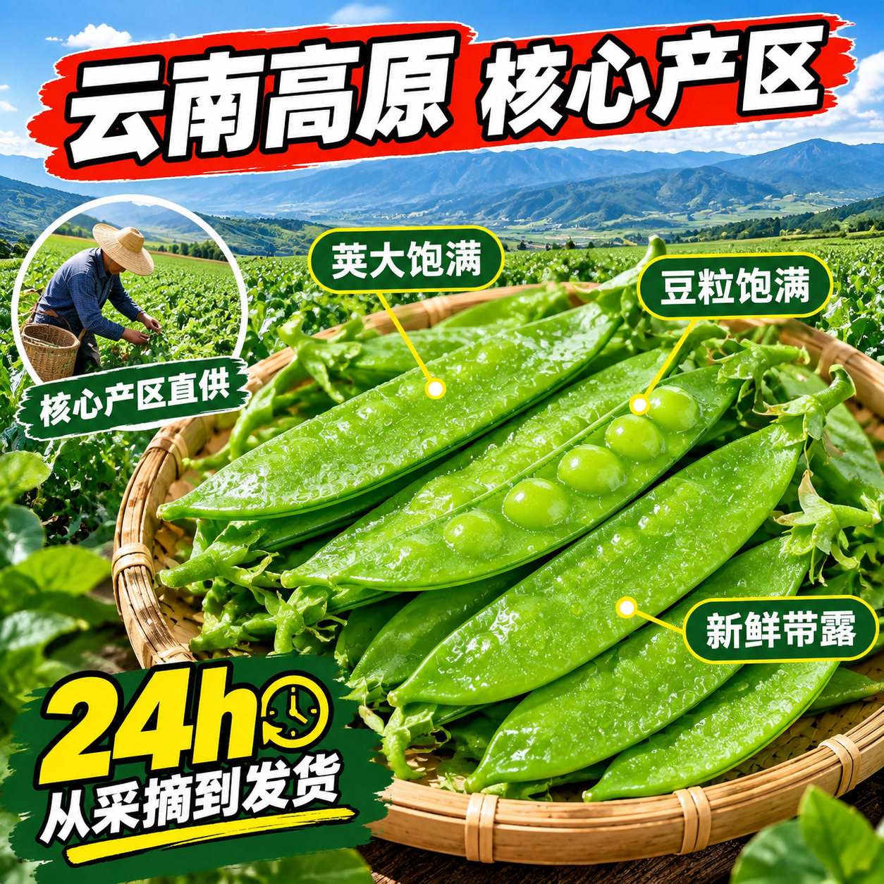 [主图-2] 核心亮点与产地溯源 云南高原荷兰豆品质信任主题… - 图片创意预览