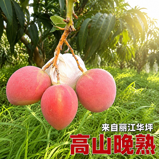 [主图-5] 展示高山晚熟卖点，突出丽江华坪产地优势。
[氛围风格] 高山果园原生氛围，自然新鲜，拼多多大字直白风格。
[画质] 商业摄影质感、自然暖阳逆光、光线柔和通透、芒果清晰真实、画面干净高级。
[元素] 保留输入图中三颗挂枝芒果的外观、颜色、形状，保持物理结构、材质质感与原图绝对一致，杜绝任何变形和色差，精细化处理。三颗红润芒果簇拥在枝头，前景是翠绿杂草，背景是茂密树叶，完整呈现高山果园生长环境。商品主体占比严格控制在60%-80%之间。
[光影] 清晨柔和阳光斜射，果面产生自然高光，草地叶片层次清晰，整体光影通透自然。
[配色] 主色调为粉红果色和翠绿草地，清新自然，充满生机，红色文字醒目。
[视角构图] 平视视角，中景深，前景中景背景层次分明，画面满屏无边框。
[文字版式] 右下负空间右对齐留安全边距，不遮挡芒果主体。主标题大字"高山晚熟"，深红色粗体无衬线，字号最大；副标题"来自丽江华坪"，白色，字号约为主标题一半，放在主标题上方。文字清晰可读，对比强烈，大字突出。
[输出要求] 1:1 比例，文字清晰锐利，超高清商业摄影质感。
[负向提示词] 变形，文字错乱，产品图模糊，背景杂乱，水印，电商平台Logo