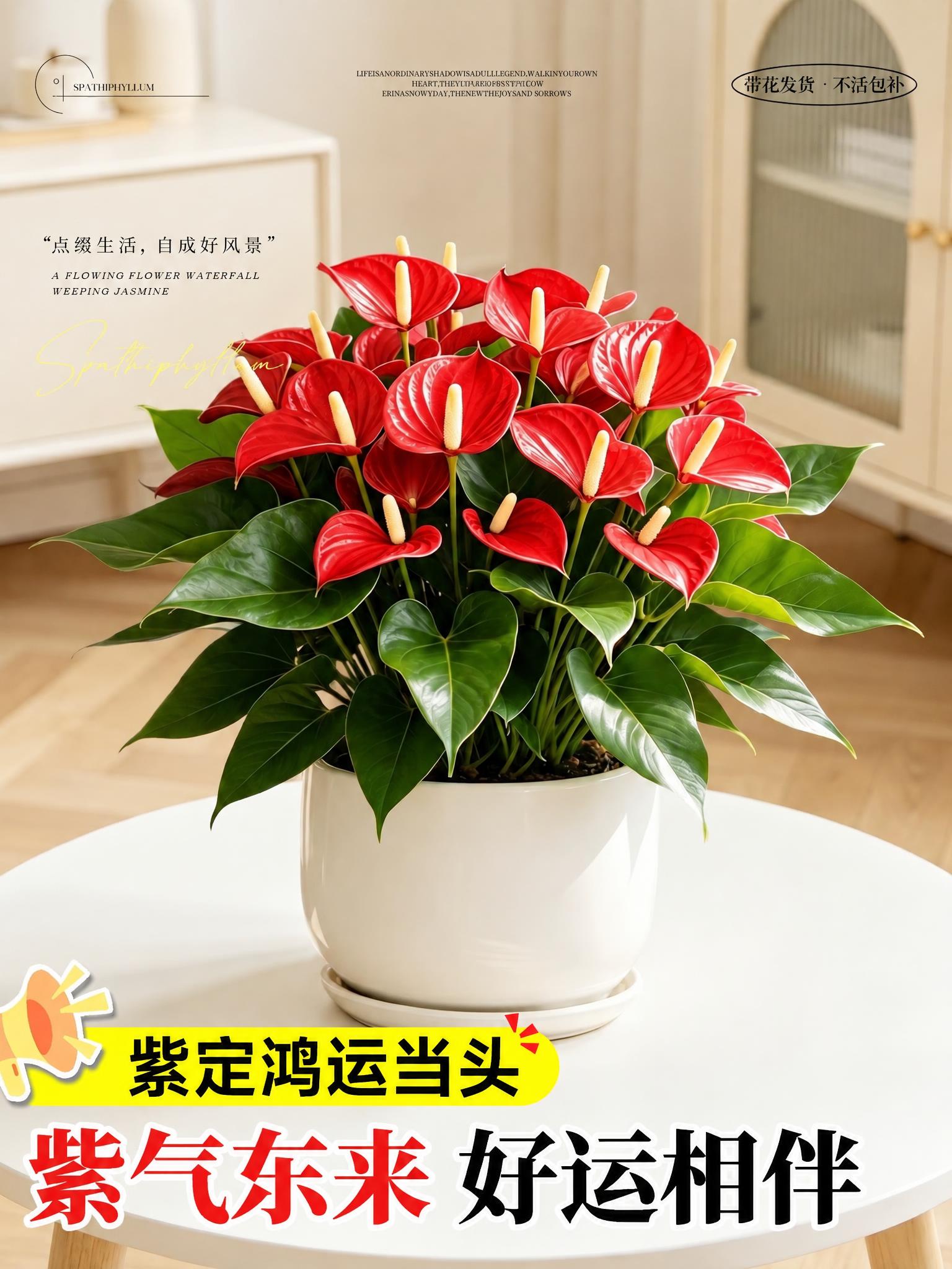 将图片中所有紫色元素（包括紫色花朵、紫色文字、紫色背景块、紫色… - 图片创意预览