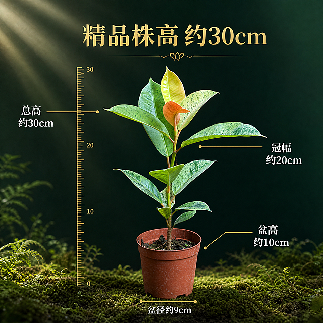 [主图-4] 植株尺寸规格图 清晰展示雀斑小姐的实际高度与大小
[统一基调] 高端雨林森系风格 深墨绿与翡翠绿渐变主背景 金色与米白辅助色 衬线粗体大标题 轻奢高级质感 自然光从左上方斜射 丁达尔光束效果
[画面] 雀斑小姐橡皮树完整植株正面展示 主体占画面60% 平视视角 植株左侧有一把简约的金色刻度标尺 清晰标注高度约30cm 花盆直径约10cm 用金色引线标注关键尺寸 总高度 冠幅 盆高 盆径 背景是简洁的深墨绿色渐变 底部有一小块雨林苔藓地面作为装饰 整体干净专业 突出尺寸信息
[光影质感] 产品摄影棚拍质感 正面柔光均匀打亮 叶片细节清晰 花盆有立体感 底部有柔和阴影 整体干净利落 信息传达明确
[配色] 背景深墨绿色渐变 标尺金色 尺寸数字白色 叶片绿白橙红三色 标题金色 整体专业高级
[文字版式] 顶部居中金色衬线大标题「精品株高 约30cm」 植株四周用金色细线引出四个尺寸标注 分别是「总高约30cm」「冠幅约20cm」「盆高约10cm」「盆径约9cm」 文字清晰不遮挡主体
[输出要求] 1:1正方形 2048px 尺寸标注清晰 文字准确 负向：变形 错字 模糊 水印 平台Logo 人物 多余装饰