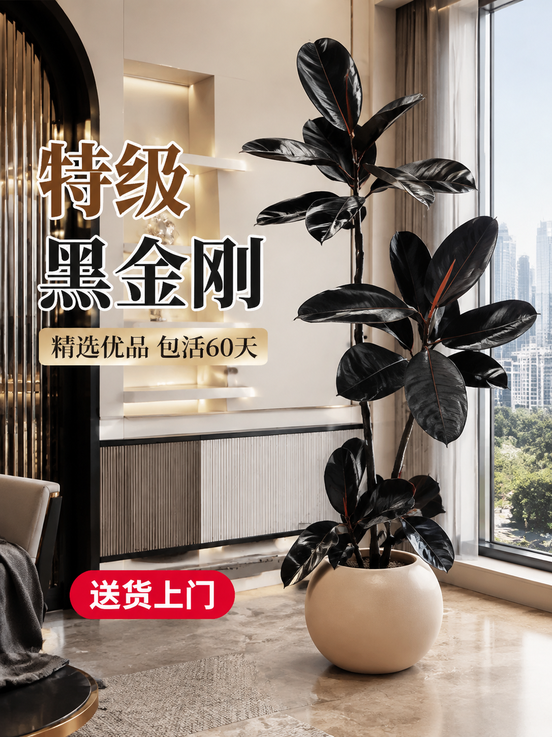 淘宝天猫电商主图，3:4竖版，画面主体是一盆特级黑金刚橡皮树大… - 图片创意预览